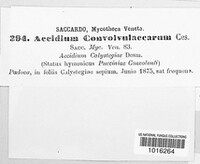 Aecidium convolvulinum image